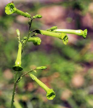 Nicotiana paniculata L. resmi