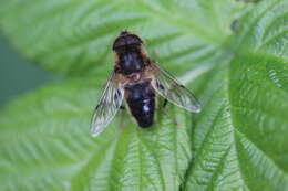 Image of Eristalis pertinax (Scopoli 1763)