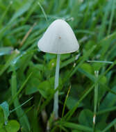 Image of Conocybe apala (Fr.) Arnolds 2003