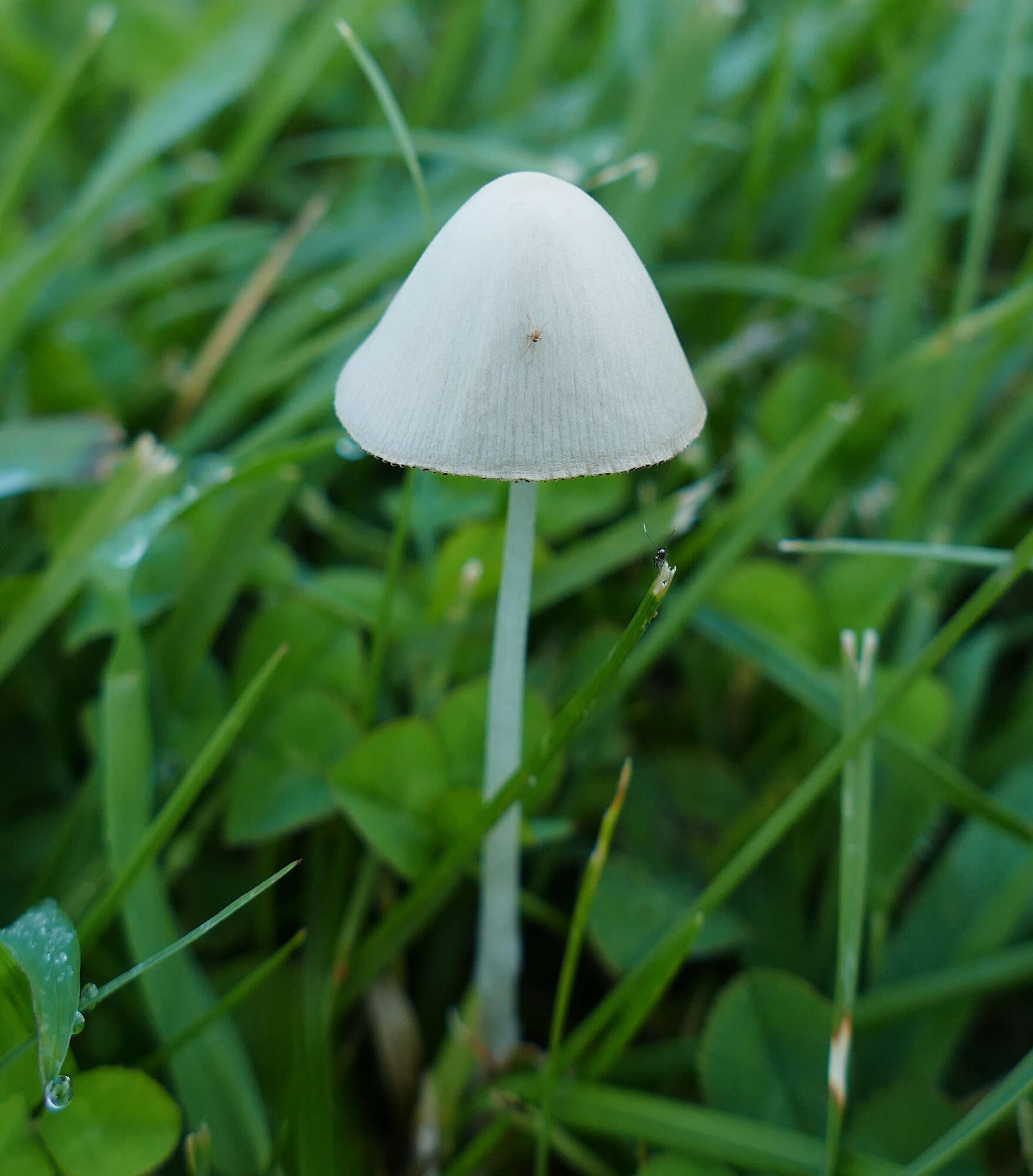 Image of White Dunce Cap