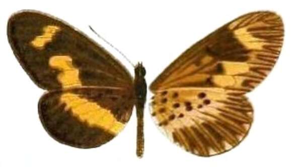 Acraea oberthueri Butler 1895 resmi