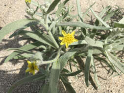 Image of desert marigold