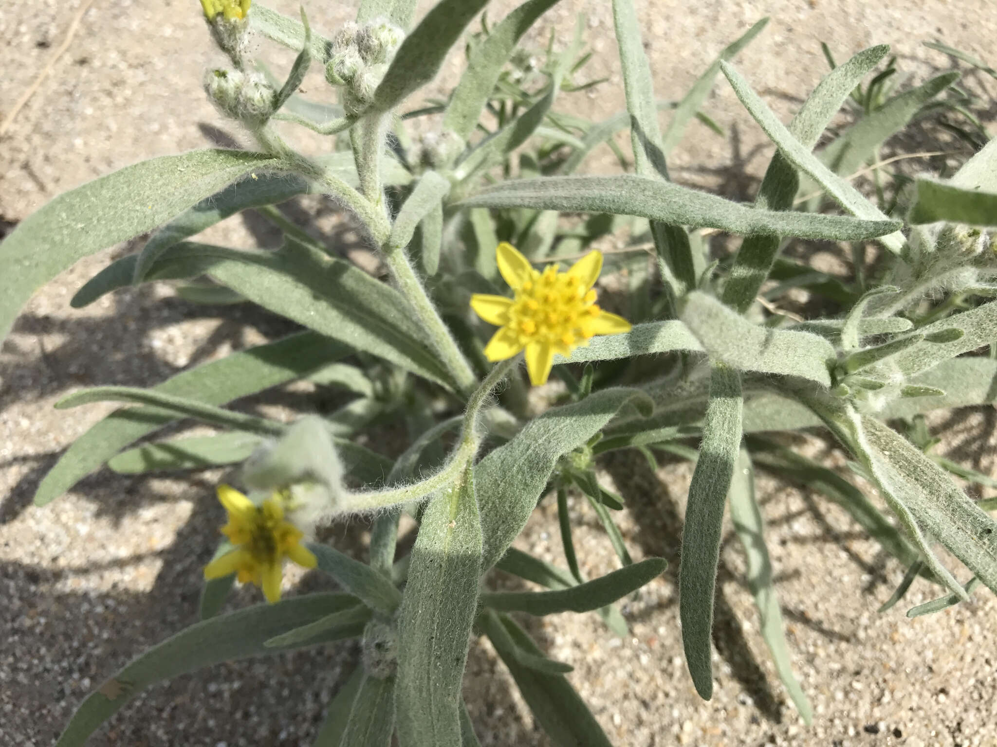 Image of desert marigold