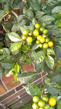 Image of twoleaf nightshade