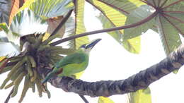 Image of Emerald Toucanet