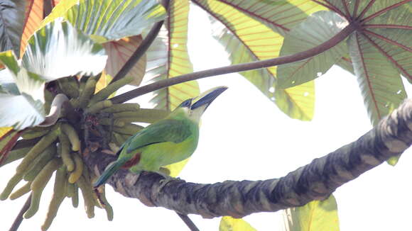 Image de Toucanet émeraude