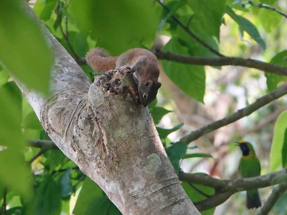 Слика од Callosciurus pygerythrus (I. Geoffroy Saint-Hilaire 1833)