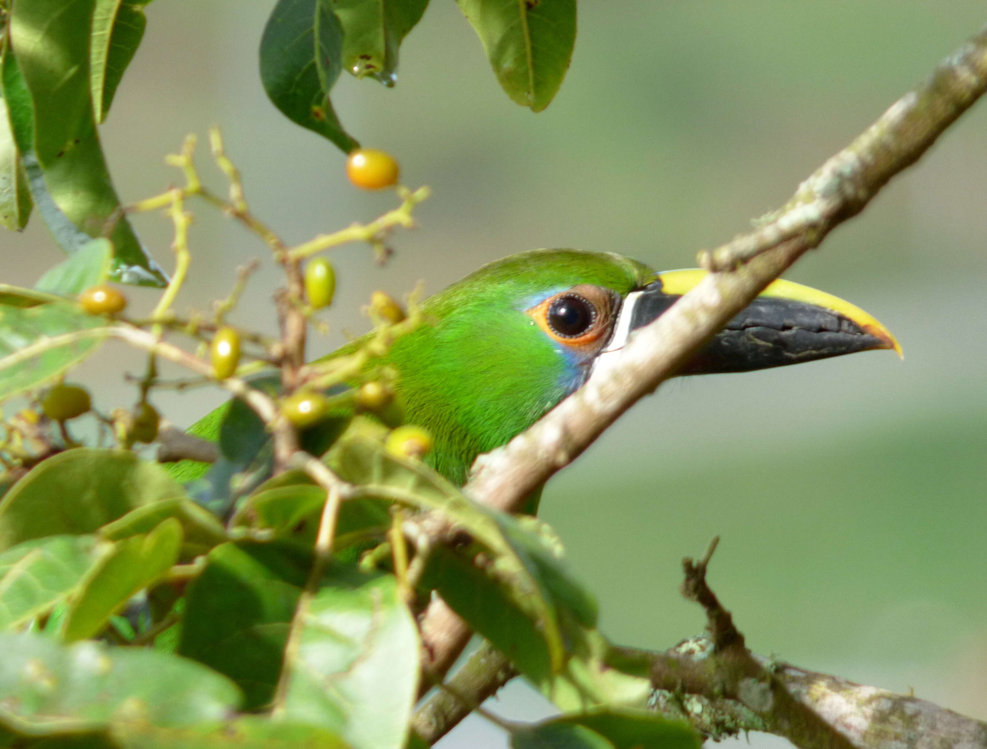 Image of Greyish-throated Toucanet