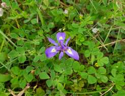 Plancia ëd Moraea sisyrinchium (L.) Ker Gawl.