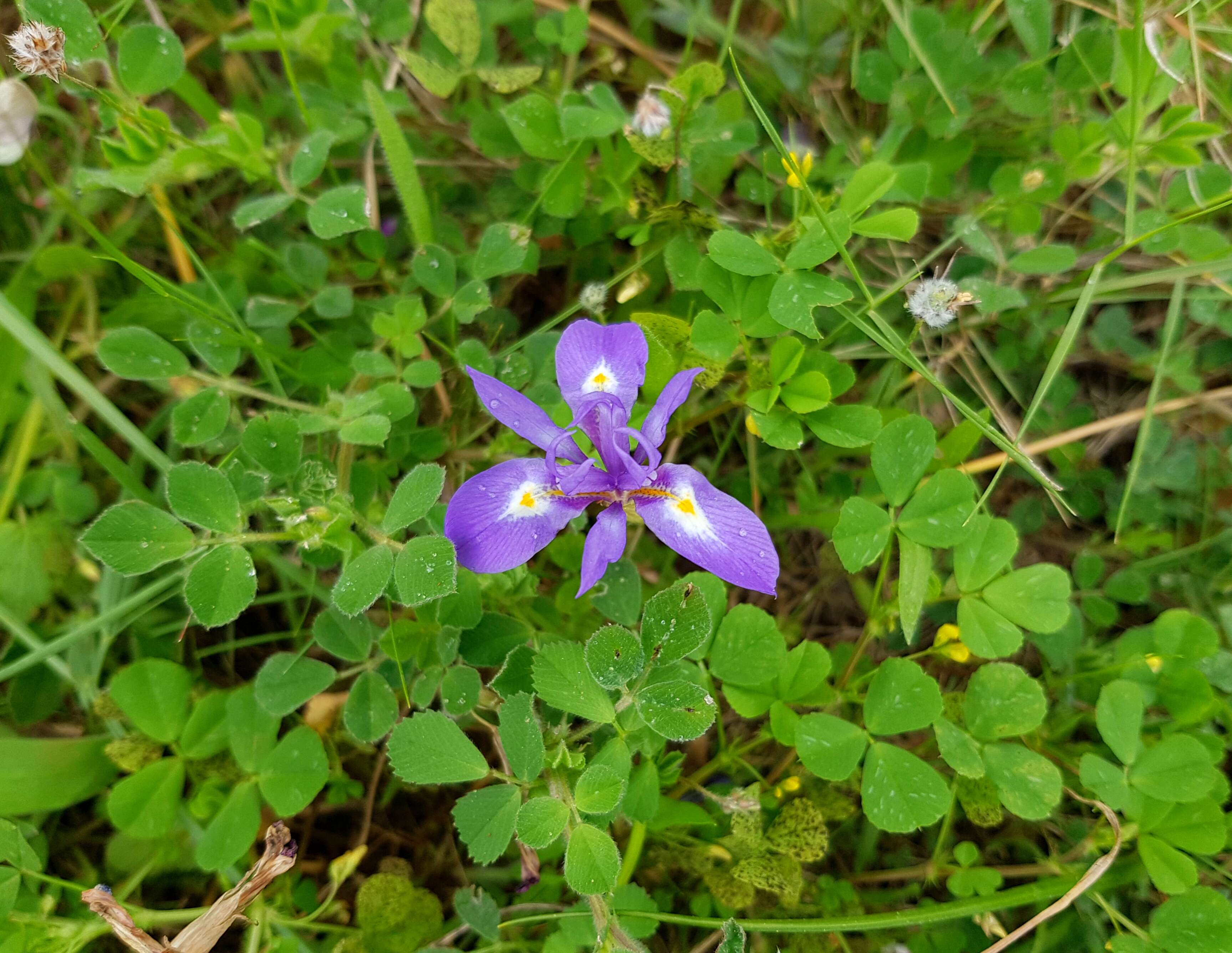 Image of Barbary Nut Iris