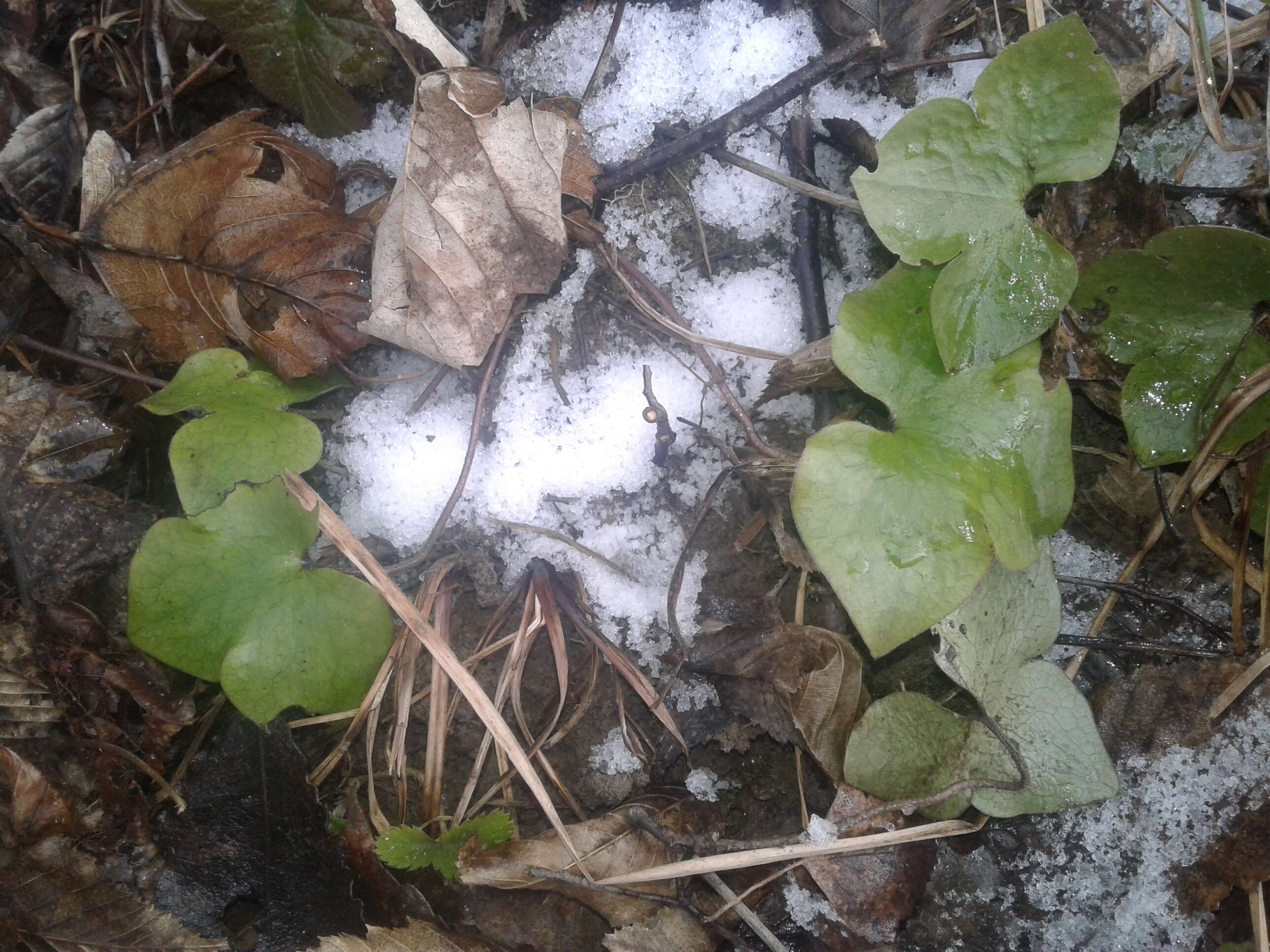 Image of American liverleaf