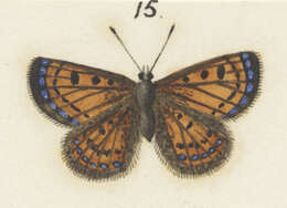 Image de Lycaena boldenarum White 1862