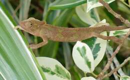 Image of Dhlinza Dwarf Chameleon