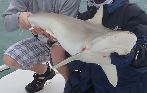 Image of Blacknose Shark