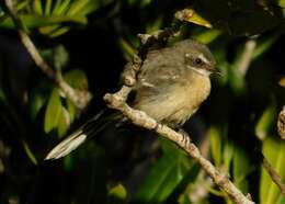 Image of Mangrove Fantail