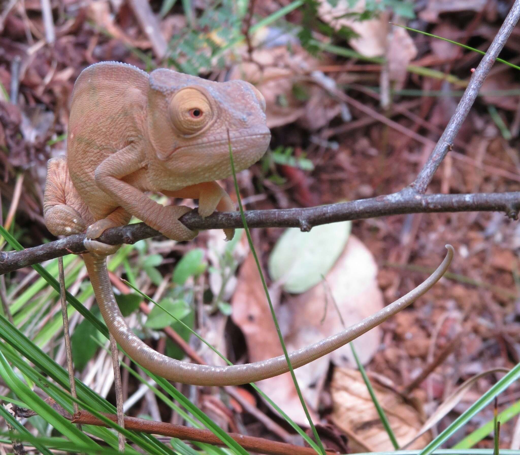 Image of Parson's Chameleon