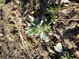 Image of field cudweed