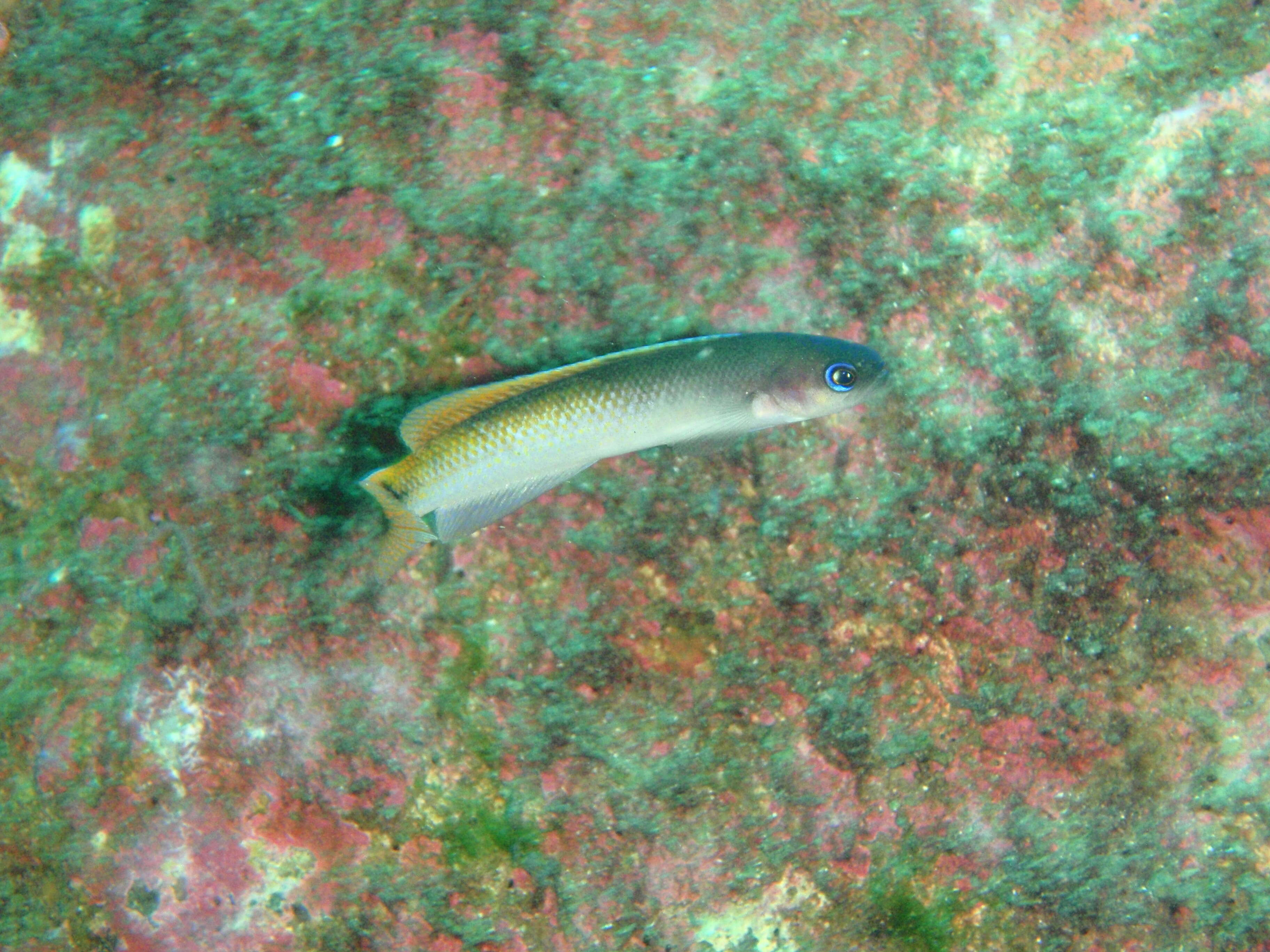 Image of Blotched-tailed trachinops