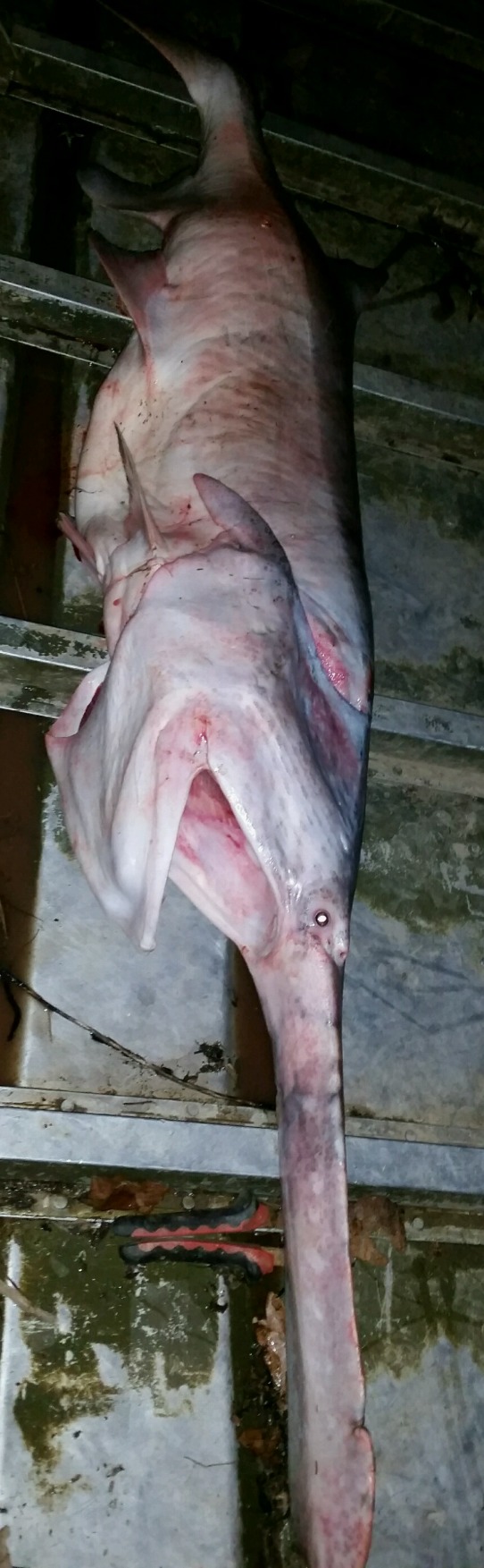 Image of Mississippi paddlefish