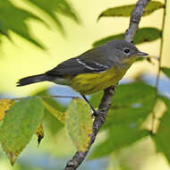 Image of Magnolia Warbler