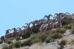 Image of Sierra Nevada bighorn sheep