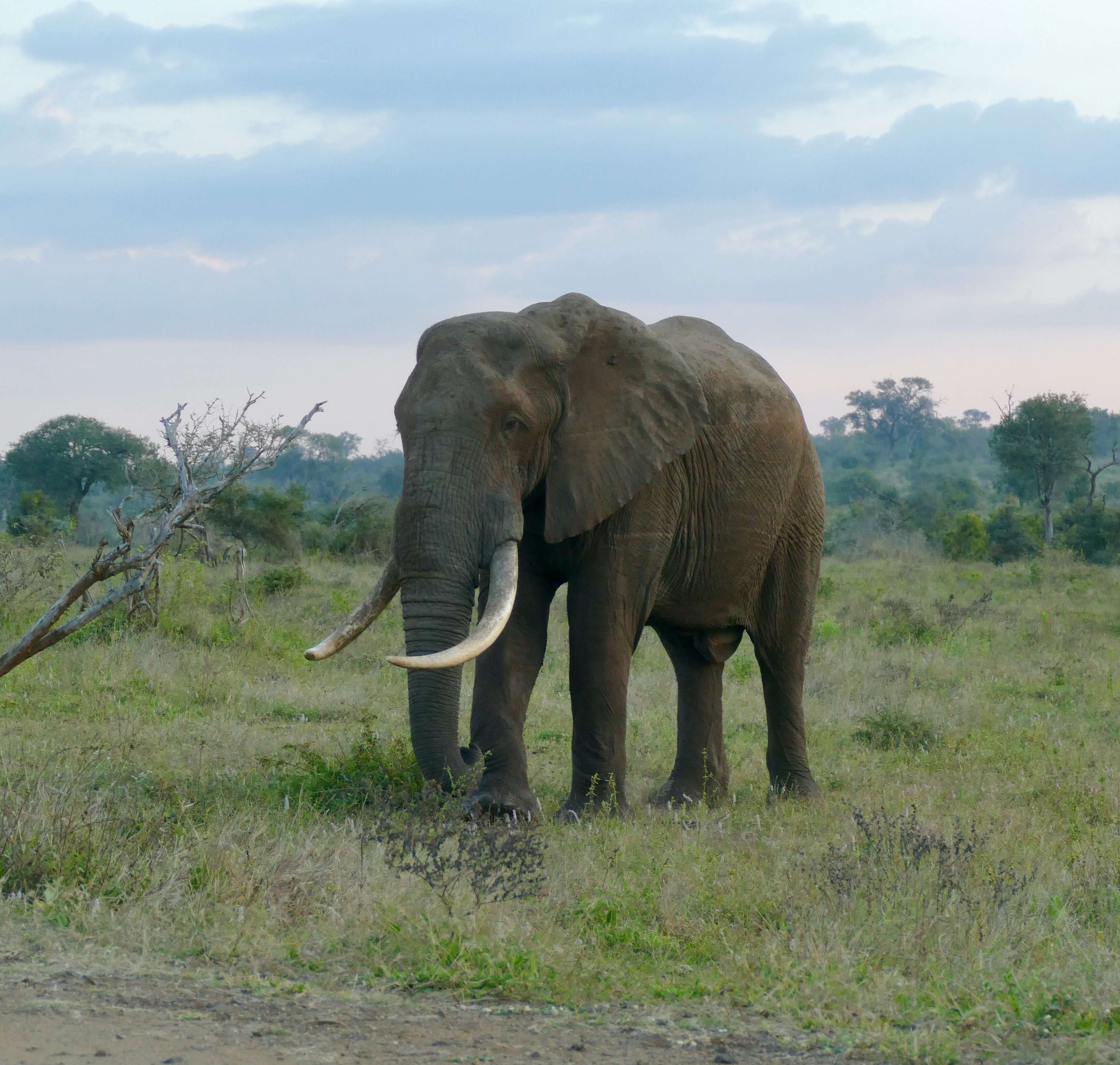 Image of African bush elephant