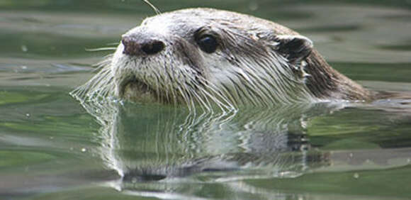 Image of African Clawless Otter