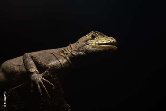 Image of Brown Basilisk