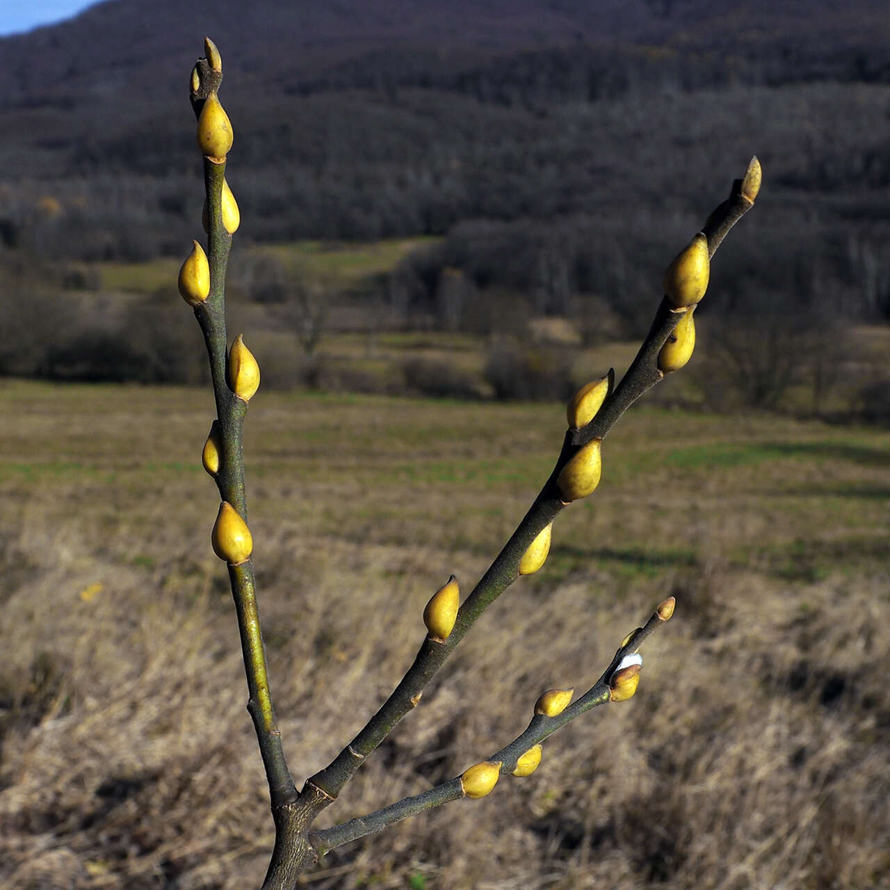 Image of goat willow