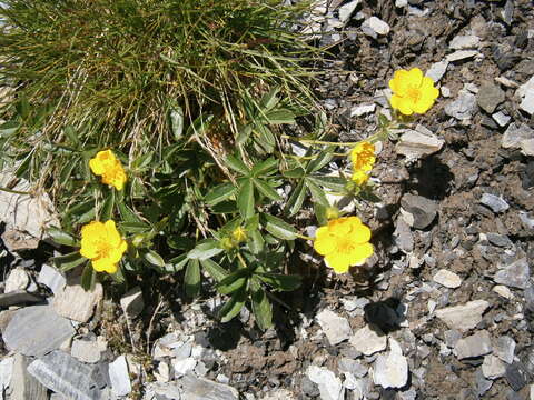 Image of Potentilla aurea L.