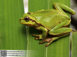 Image of Hyla orientalis Bedriaga 1890