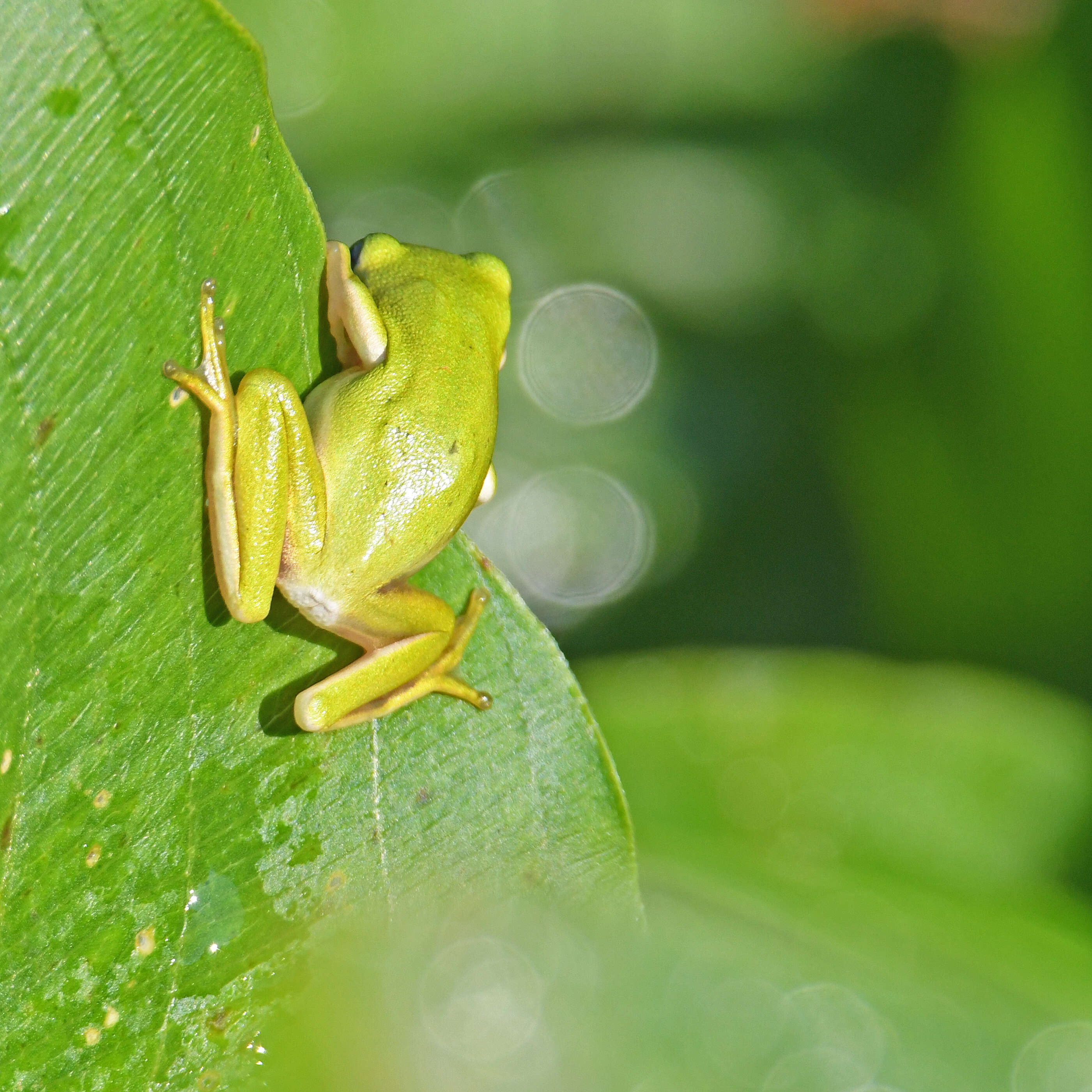 Image of American Green Treefrog