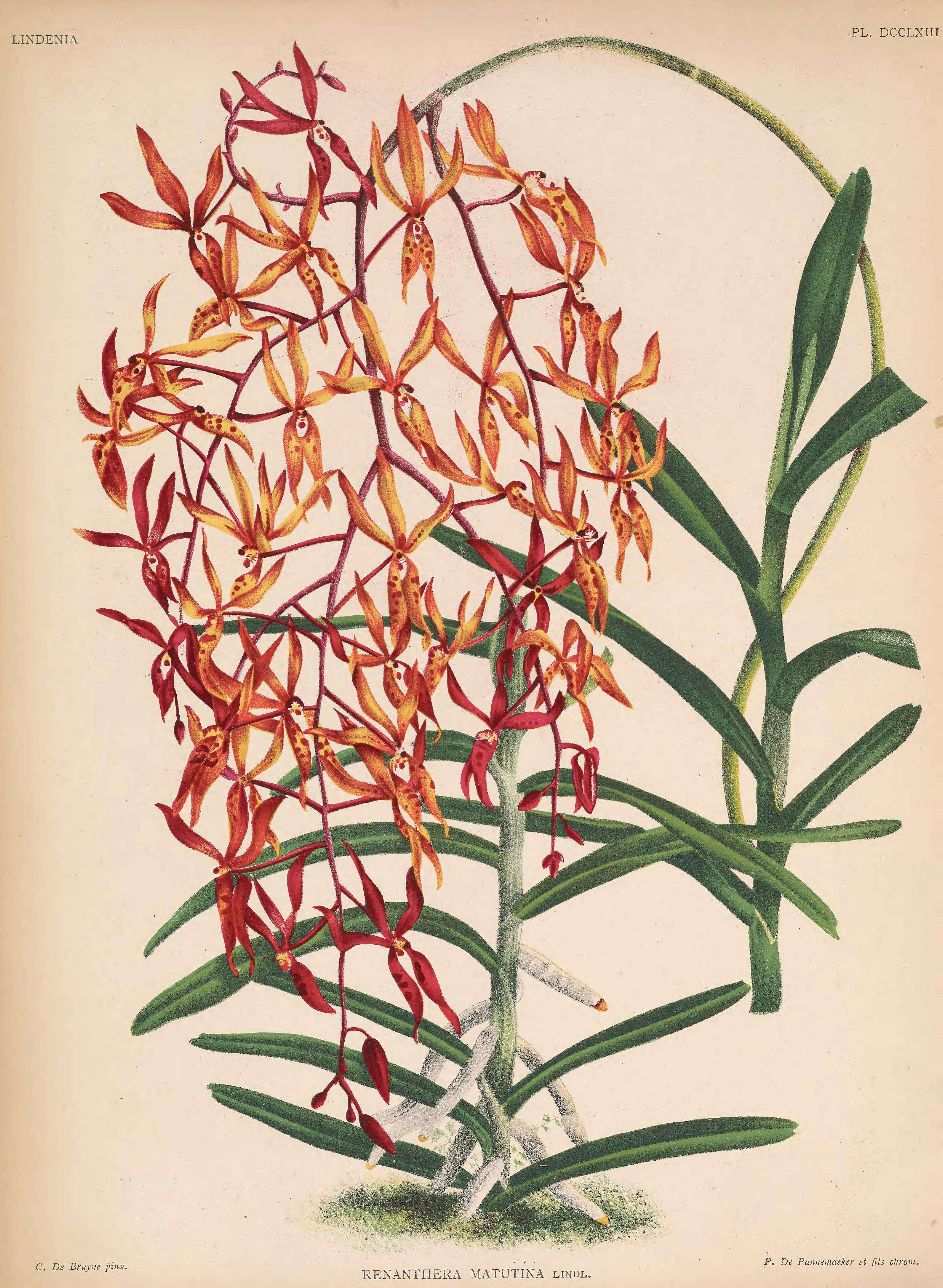 Image of Early blooming Renanthera