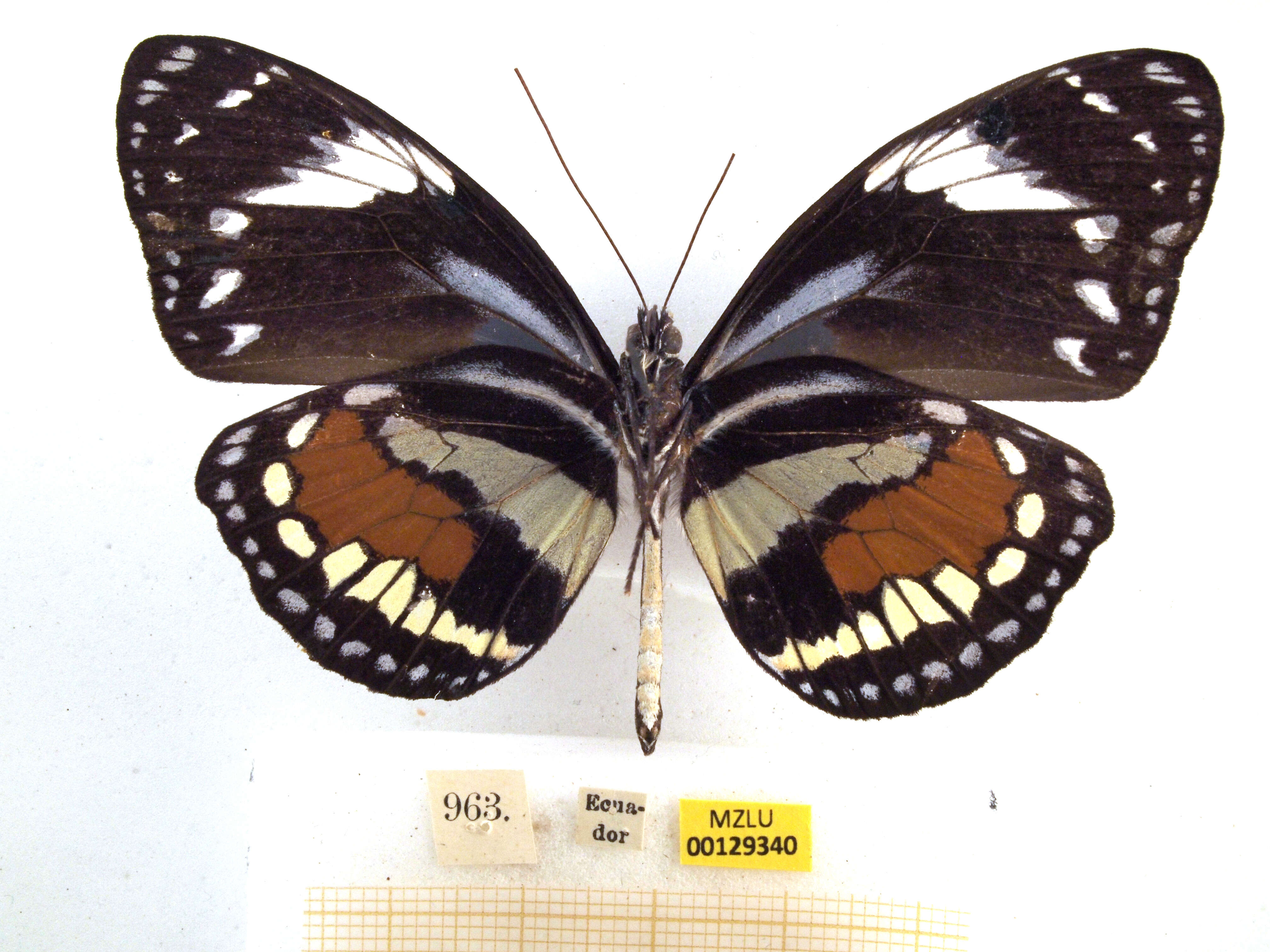 Image of Elzunia humboldtii Latreille (1811)