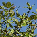 Image of <i>Ficus thonningii</i>