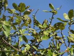 Image of <i>Ficus thonningii</i>