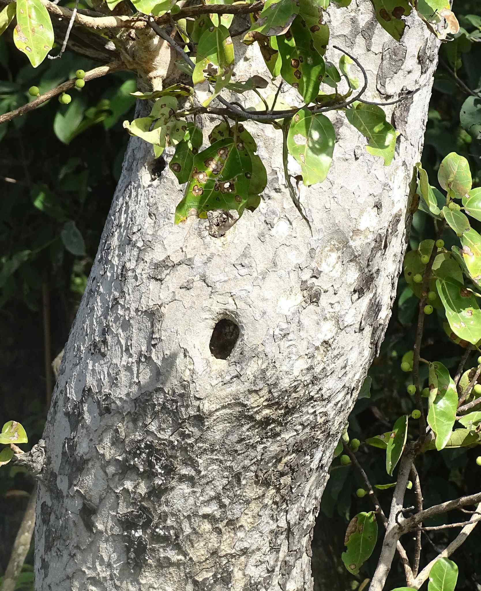 Image of <i>Ficus thonningii</i>