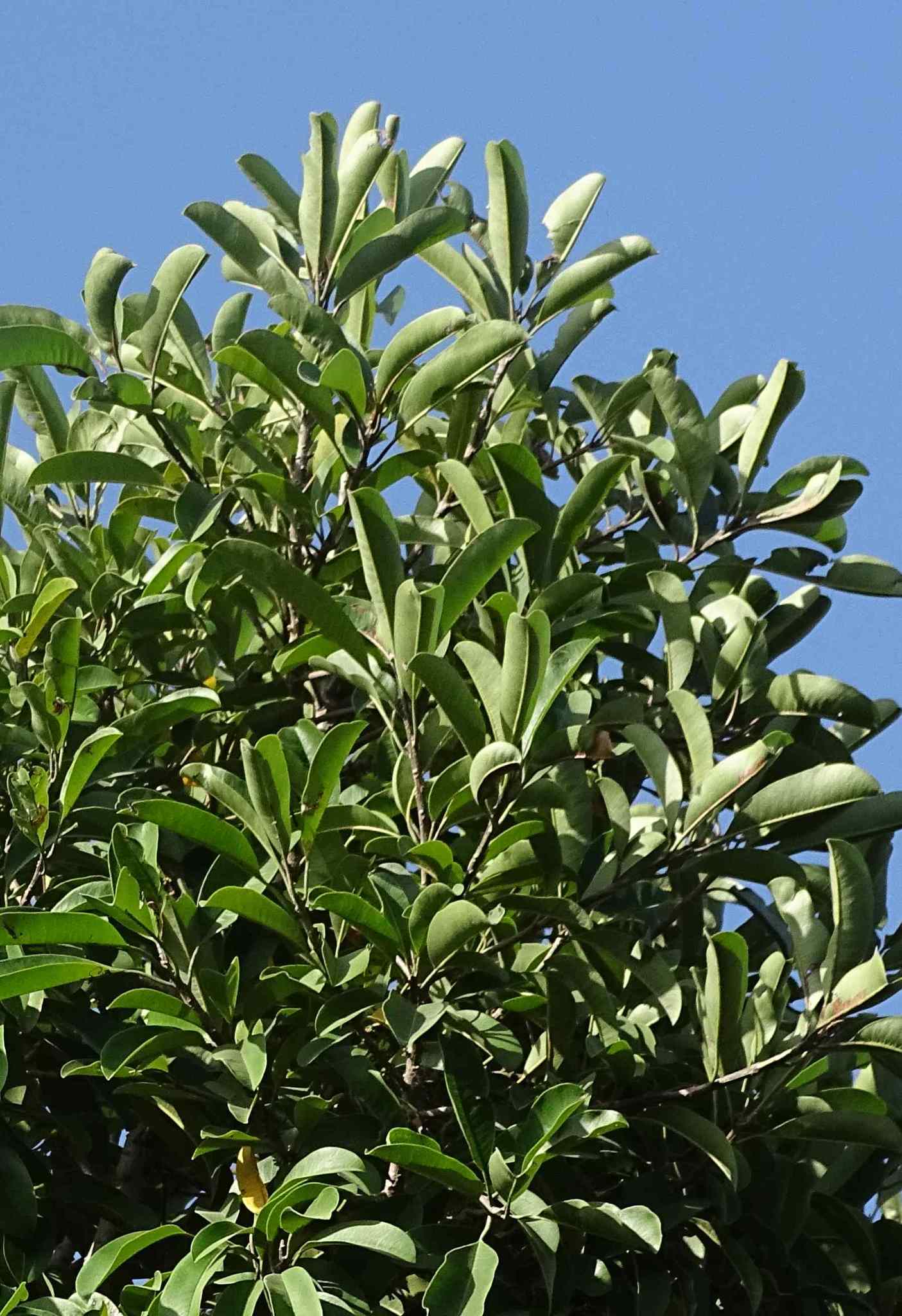 Image of <i>Ficus thonningii</i>