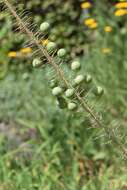 Image of Foxtail lily