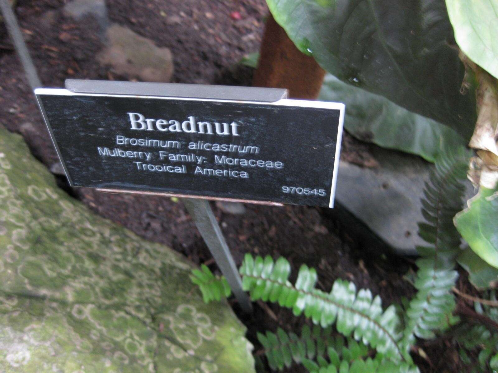 Image of breadnut