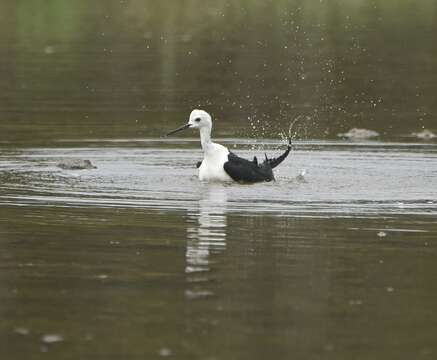 Image of Black-winged Stilt