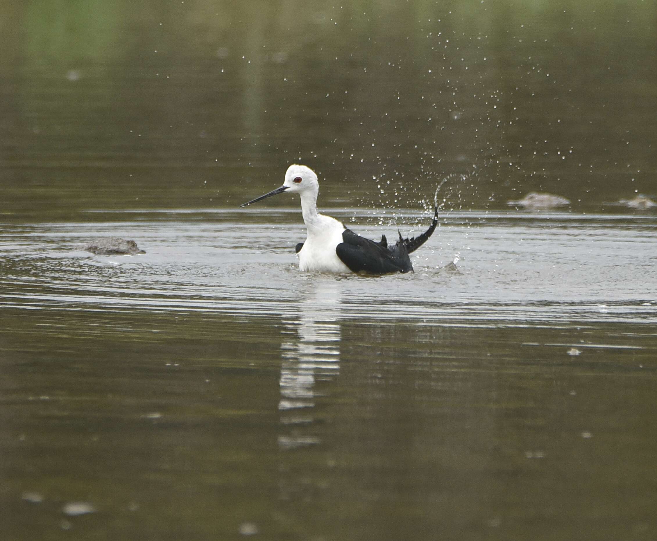 Image of Black-winged Stilt