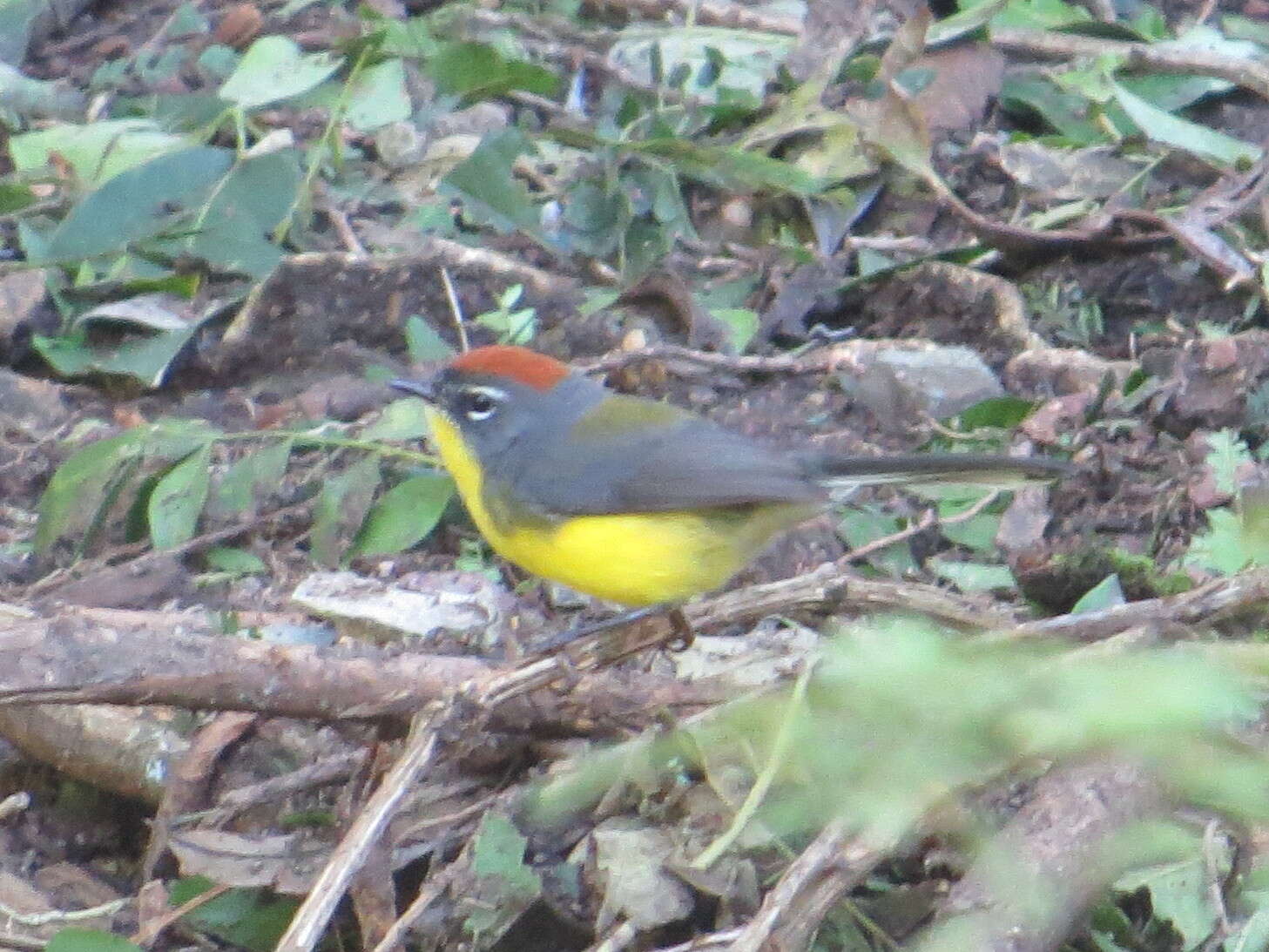 Image of Brown-capped Redstart