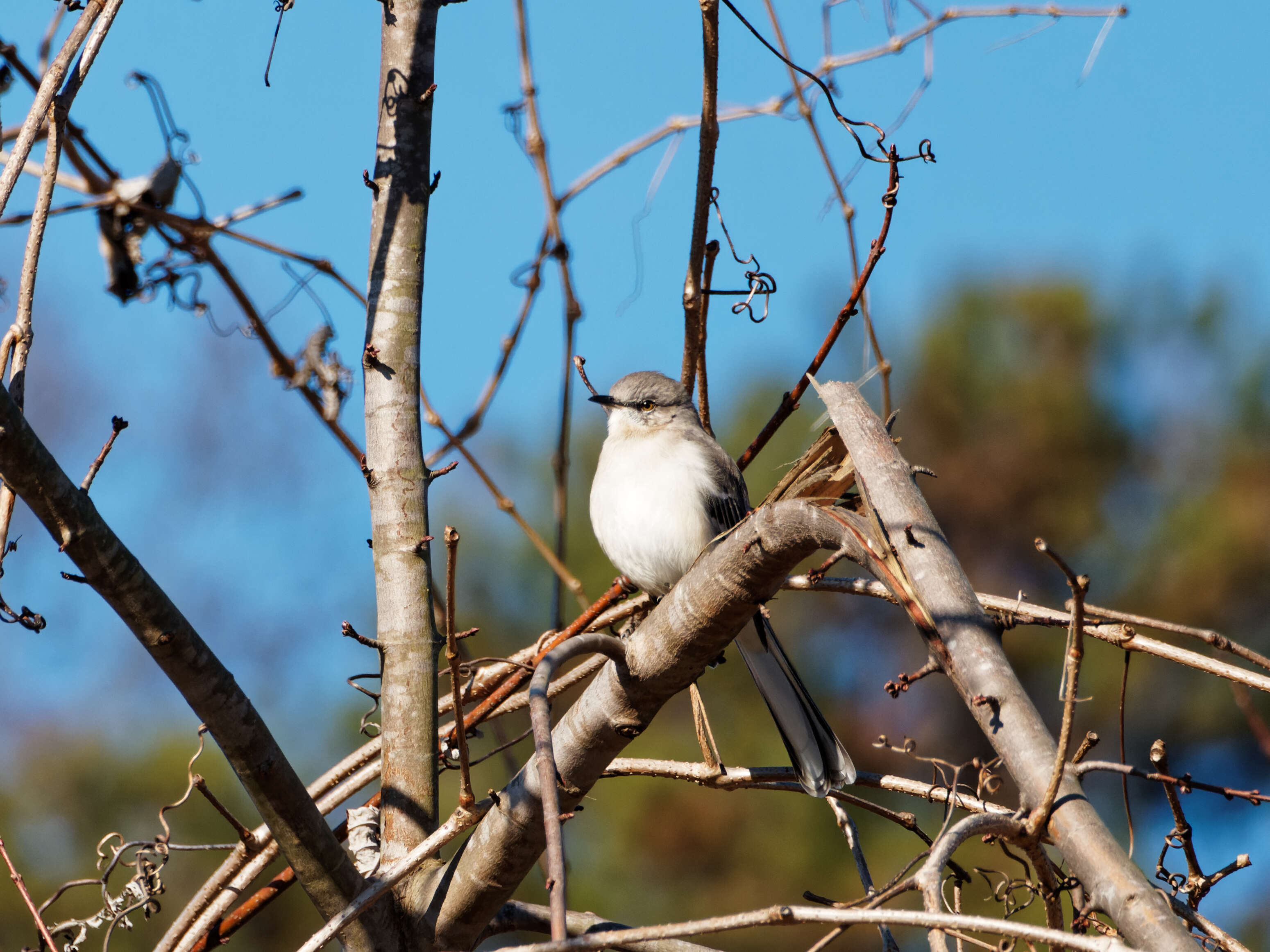 Image of Northern Mockingbird