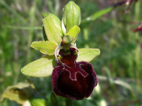 Image of Ophrys sphegodes subsp. atrata (Rchb. fil.) A. Bolòs