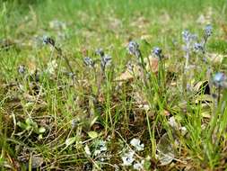 Image of strict forget-me-not