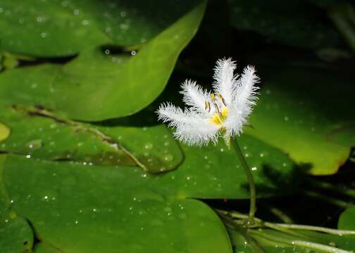 Image of Water-snowflake