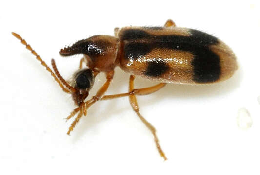 Image de Notoxus monoceros