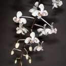 Image of Phalaenopsis celebensis H. R. Sweet