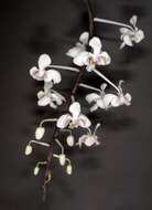 Image of Phalaenopsis celebensis H. R. Sweet